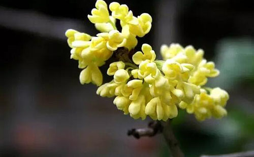 天氣漸冷江城桂花將延遲打卡