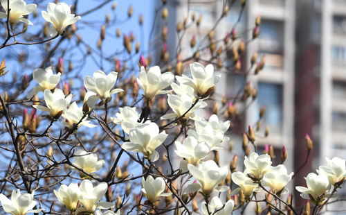 武漢三天天氣預(yù)報(bào)3月10日-12日（附春季穿衣指南）