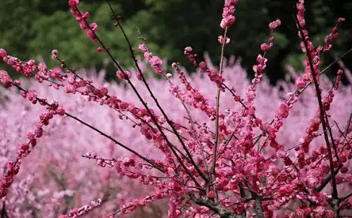 清明節(jié)賞花踏青注意事項