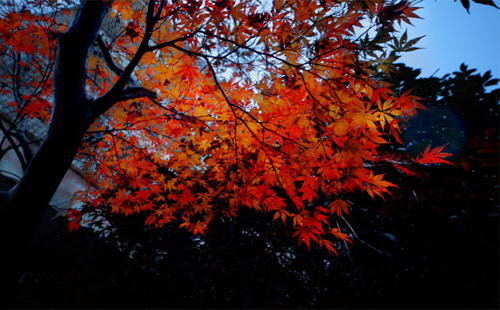 武漢秋天哪有銀杏和紅葉