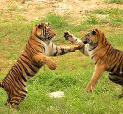 武漢九峰森林動物園有什么好玩的+交通攻略