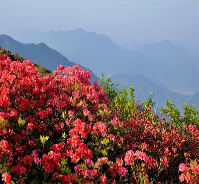 武漢看杜鵑花景點推薦