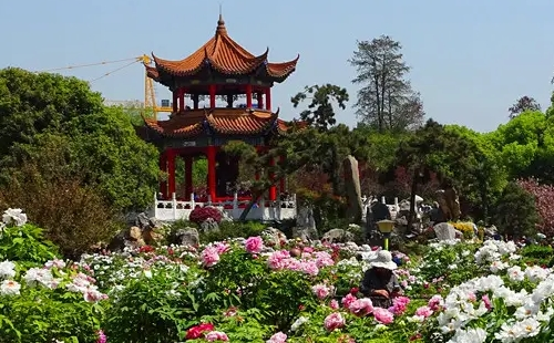 東湖牡丹園和武漢植物園哪個(gè)好玩