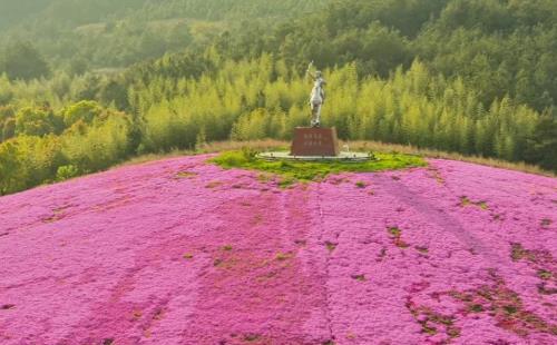 2022武漢木蘭草原芝櫻花開了嗎-最佳觀賞期