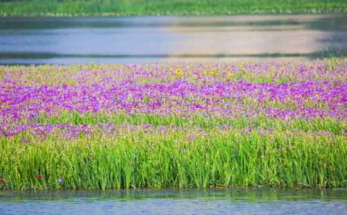 武漢楊春湖公園怎么走（地址+交通）