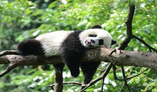 武漢動(dòng)物園什么時(shí)候開(kāi)放 武漢動(dòng)物園改造好了嗎