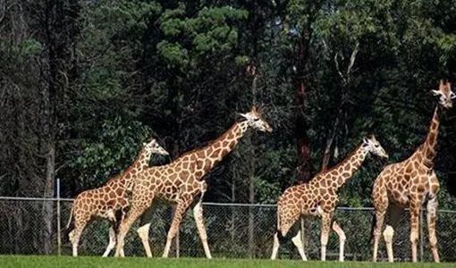 武漢九峰森林動物園中高考生半價入園2022