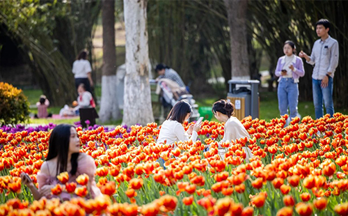 湯湖公園郁金香開在哪里_花期多久