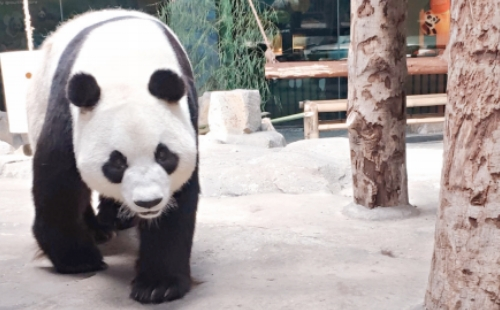 武漢動(dòng)物園大熊貓館開放嗎_開放時(shí)間