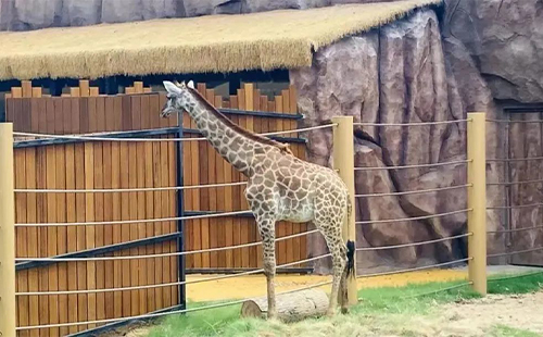 武漢動(dòng)物園年卡什么時(shí)候出_在哪里辦