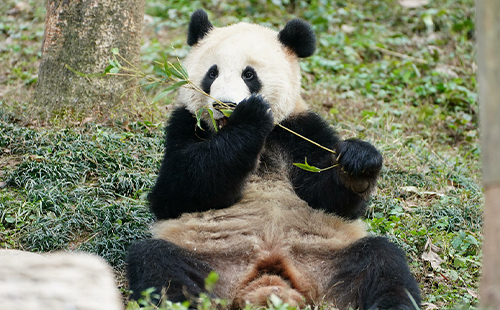 2024武漢動物園部分區(qū)域暫停開放公告