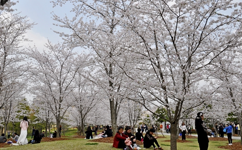 上海顧村公園櫻花最佳觀賞時(shí)間2023