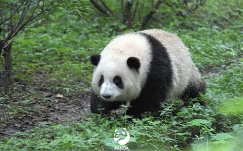 北京動(dòng)物園有幾只熊貓