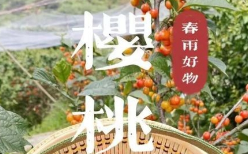 武漢櫻桃采摘園地點及最佳時間推薦2022