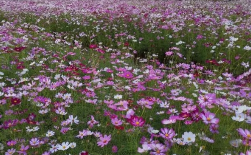 武漢江灣體育公園波斯菊花?；ㄆ诩拔恢?></a>
                       <p><em>武漢江灣體育公園波斯菊花?；ㄆ诩拔恢?/em></p>
                   </li>
                                    </ul>
            </span>
        </div>
        <div   id=