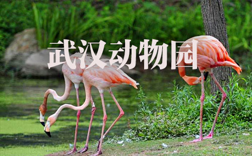 武漢動物園門票_開放時間_游玩攻略